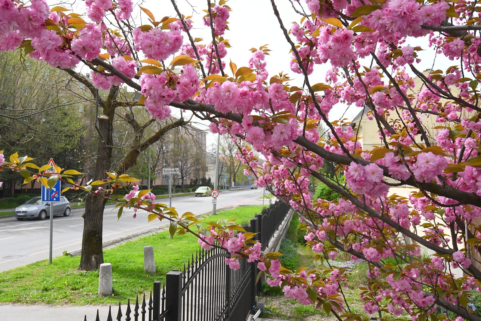 Napsütéses húsvét hétfő - az élet csodáját hirdetik az ébredő növények városszerte